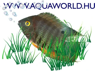  Aquaworld Kuponkódok